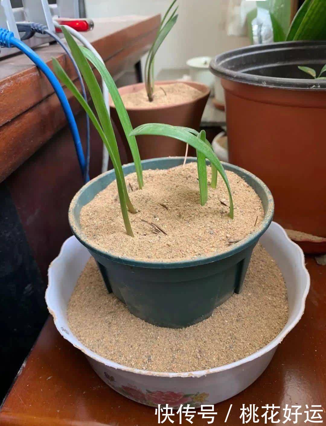 鸡蛋壳|家里4种不起眼的东西拿来养花,土壤更疏松,花花长得更快更好