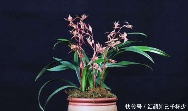 花生壳|室内养兰就选墨兰,养它避免“3怕”,叶绿新芽多,年年都开花