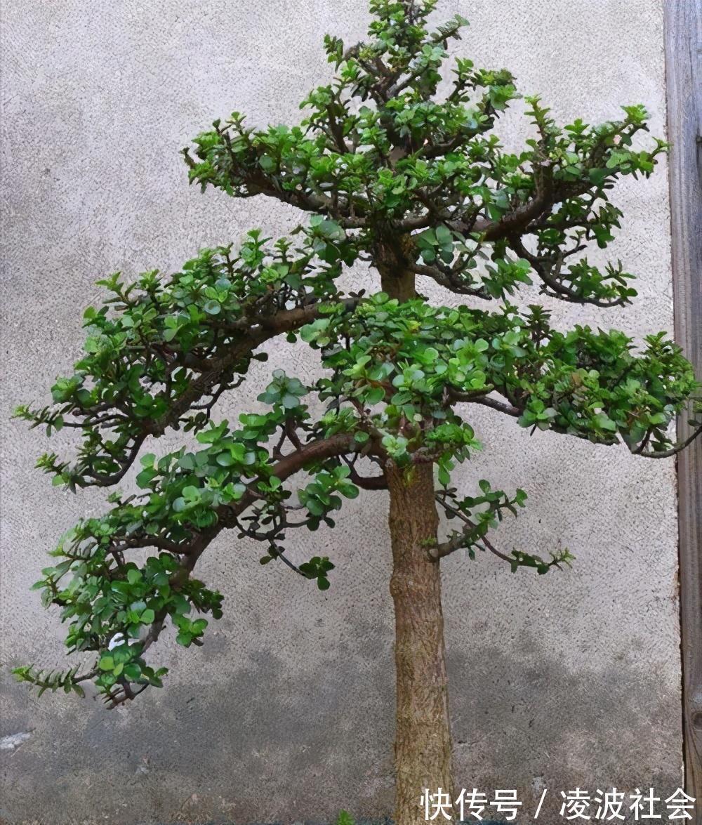 漂亮|养金枝玉叶,做到4点,长成粗壮老桩,漂亮又精致