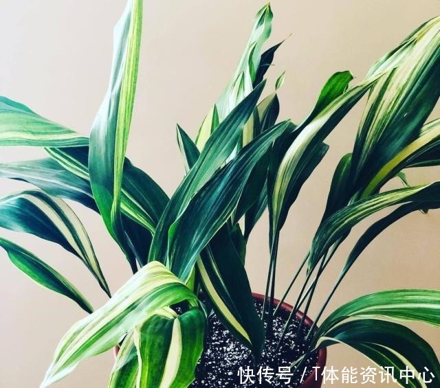 在弱光的室内就能生长旺盛的7种植物，没光照也能养好花！