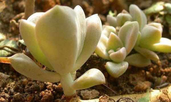 四季最好养的植物非它莫属，零基础的养花人也可以尝试，懒人大爱