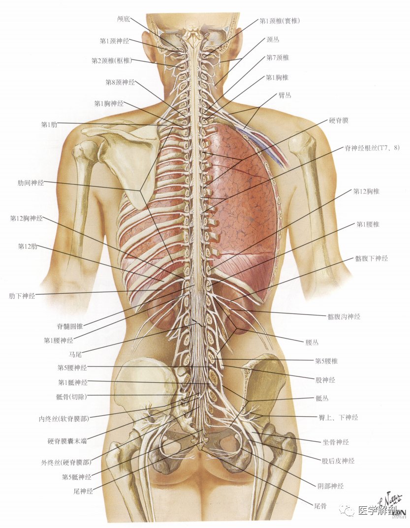 脊髓与脊神经|奈特解剖图谱 | 解剖图谱