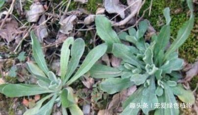 清明|“1种小野菜”，能“镇咳，降血压”，值得了解，也许对您有帮助