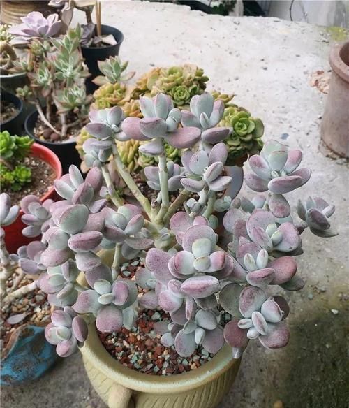 买的多肉只剩3片叶子 我的乒乓福娘真可怜 两年时间蜕变成老桩 粉紫色 买的多肉只剩3片叶子 我的乒乓福娘真可怜 两年时间蜕变成老桩 粉紫色