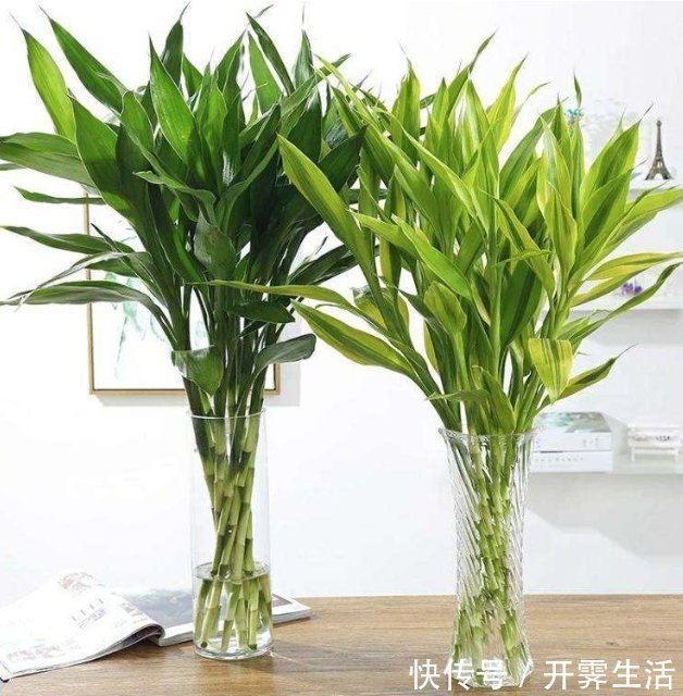 卧室放什么植物好？这5种植物适合养在卧室