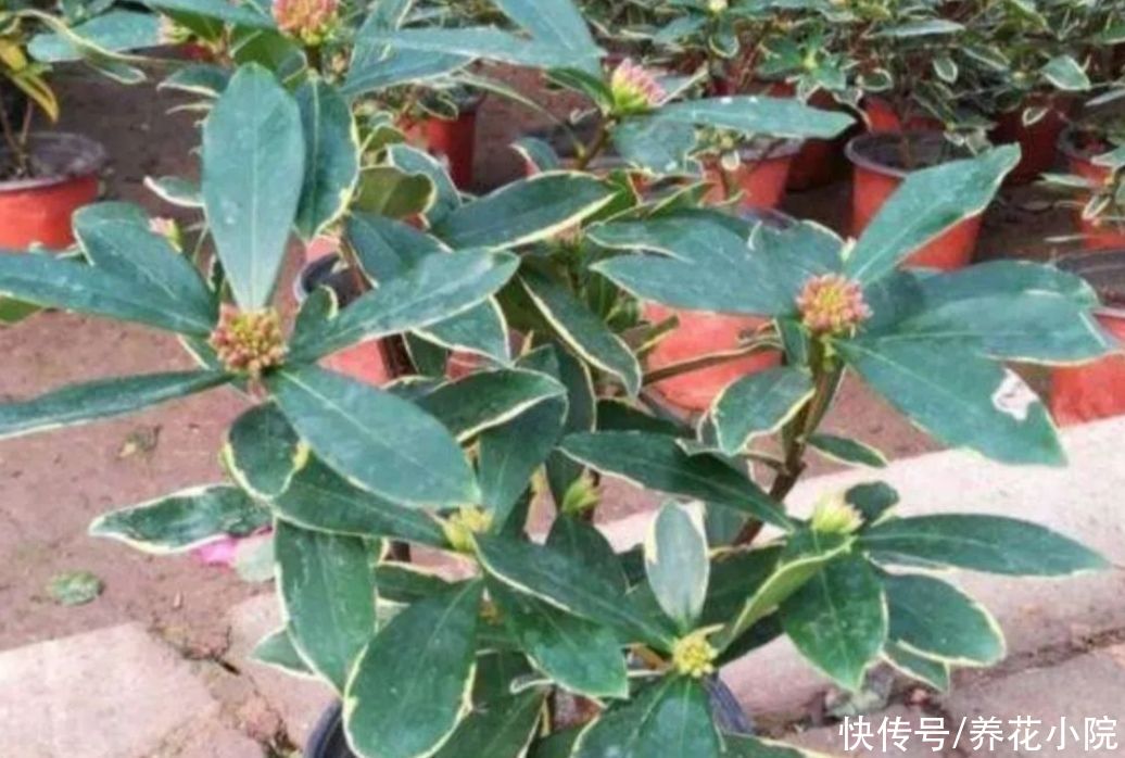 养护|瑞香开始长花芽，给它做好4个方面的养护，花期才能大量开花