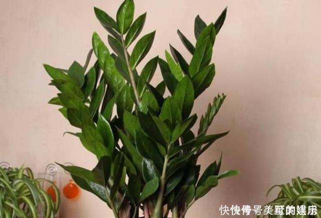 这4种花可以养出“富贵命”,寓意平平安安,聪明的家长都在养