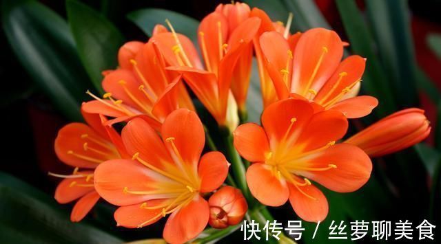休眠|君子兰难度夏？掌握“1多3少”，顺利度夏，天一凉快，叶肥花多