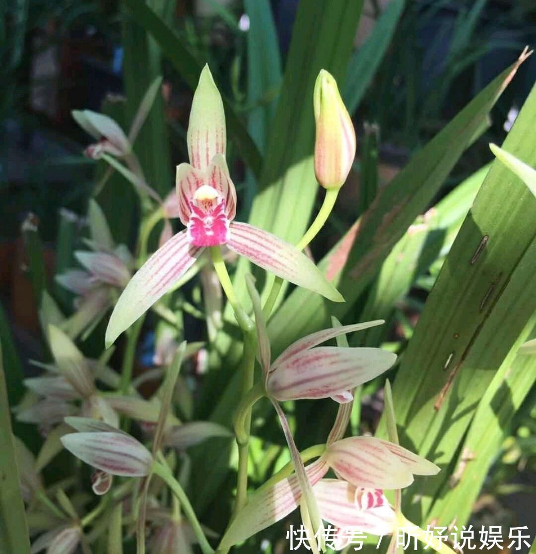 秋季养墨兰,做不到3点,春节开花是做梦,秋季花芽破土很关键