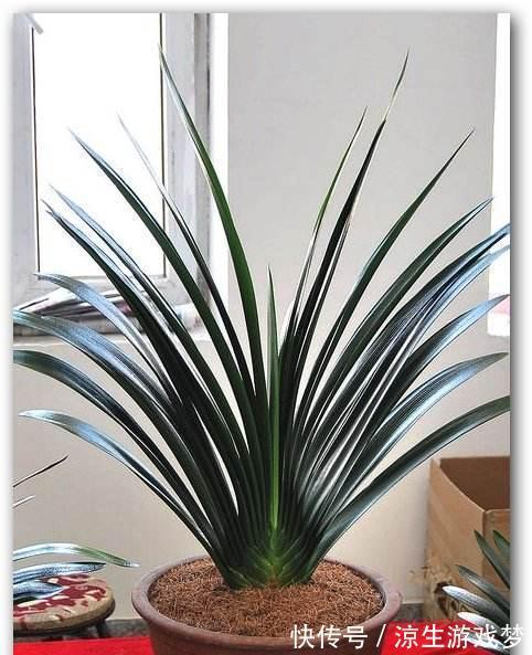 君子兰的施肥方法和注意事项