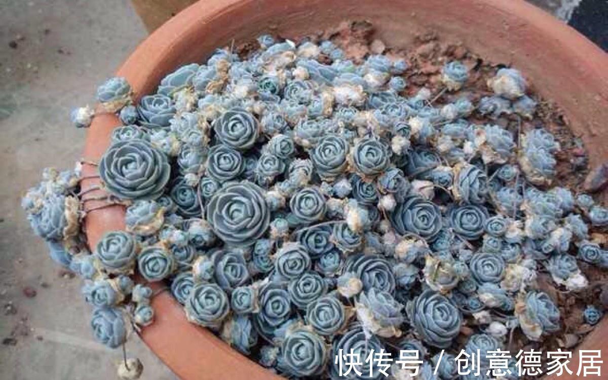 多肉瓦松并不都是灰姑娘，还有仙气十足的子持莲华