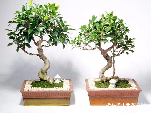 园艺|园艺新手接触盆景树需要学到的6个技巧，避免叶黄和枯萎