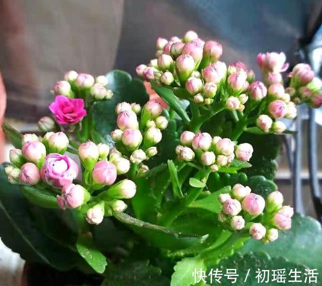 养长寿花容易犯4个错误，难怪不生长也不开花