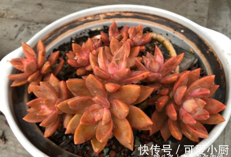 喜欢自己动手的肉友看过来,7种多肉自制花盆,你都玩过哪几种?