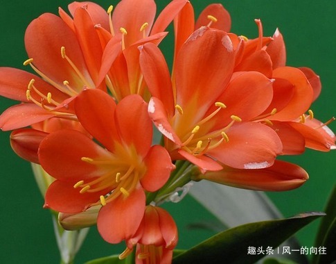 家养君子兰总是难开花,花箭爆出开满盆只需要做好这些细节