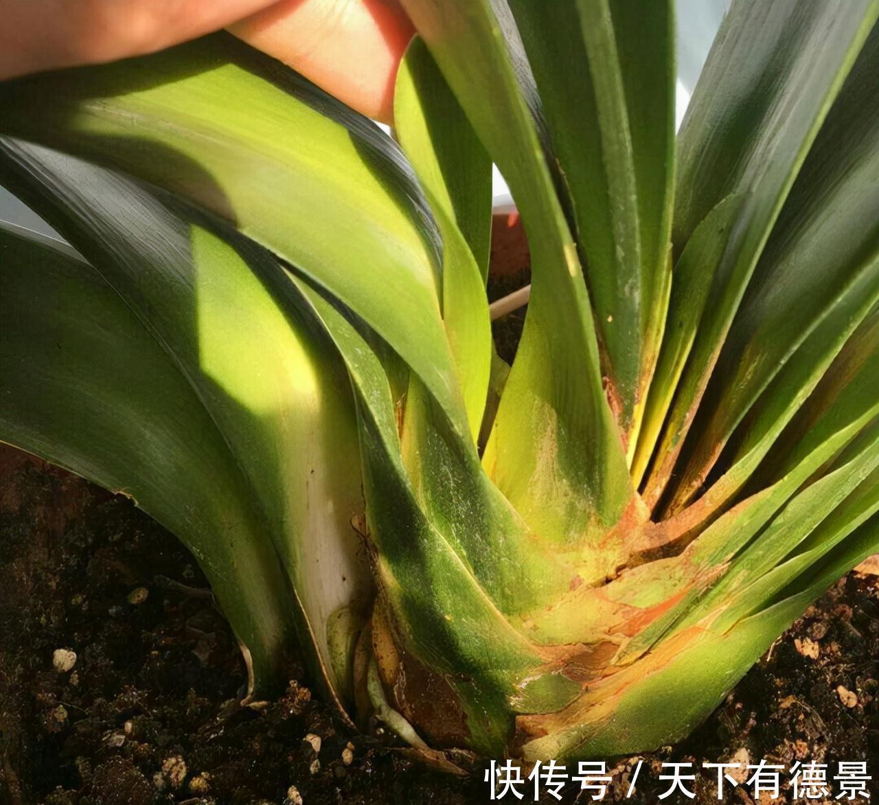 想要“养好”君子兰,建议改掉“3个坏习惯”,做对2件事