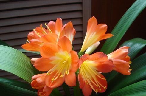 养君子兰,教你一招,侧芽蹭蹭长,叶片挺拔如折扇!