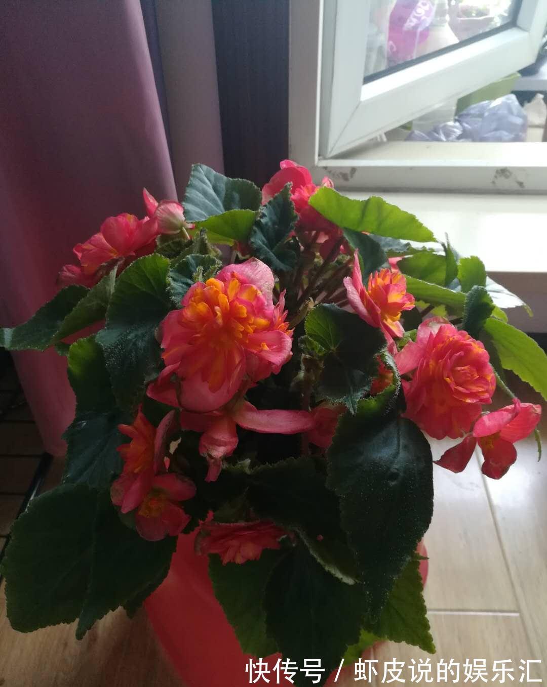 君子兰|冬天养花选这几种,寒冬腊月一直开,一开就是好几个月,值得拥有