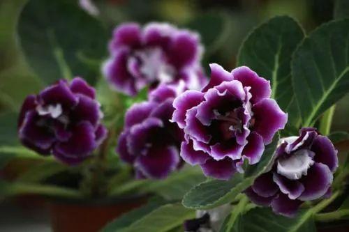 大岩桐从不敢晒太阳,小心浑身长黑斑,就爱暗地里偷偷开花