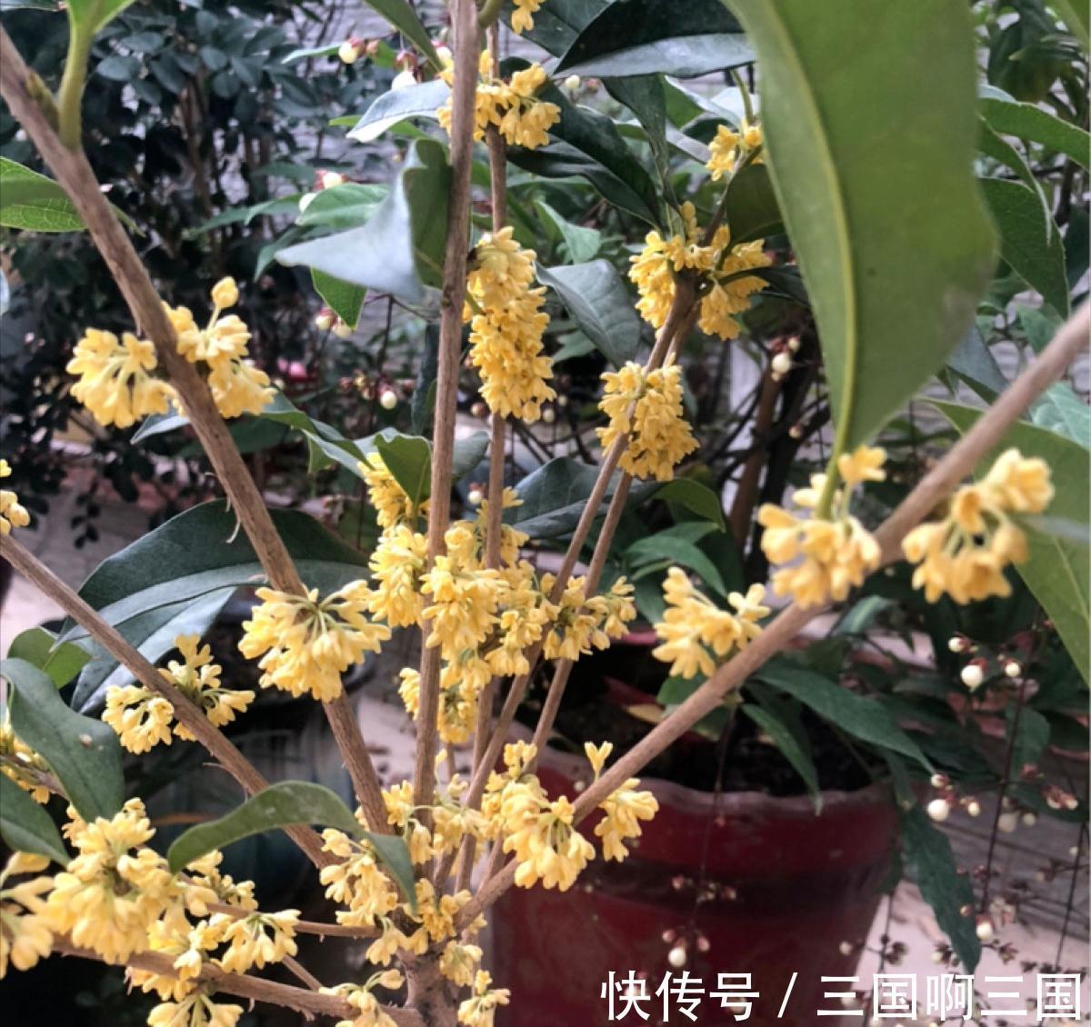 8种花“作用大”，香气满屋能泡茶，你养着花漂亮，花养着你健康