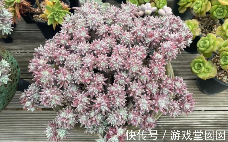 植株|养多肉植物白菊，扦插、服盆、日常打理该注意什么？