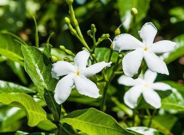 比香水还香的花卉，开花就爆盆，花园变花海，芳香四溢，易养美观