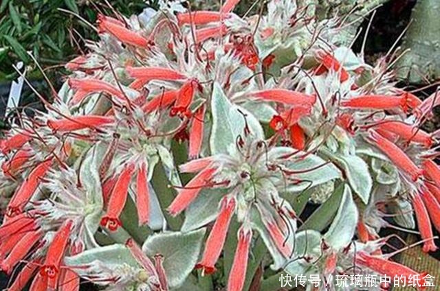 娇艳|断崖女王,多肉里的“三项全能选手”,做好3点,花开又多又娇艳