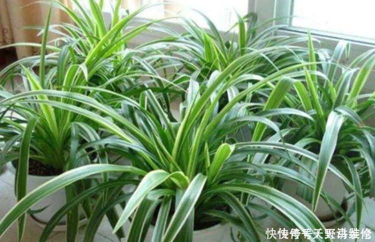 最适合新手养的4种花,沾土就活,给点阳台就灿烂,漂亮大气