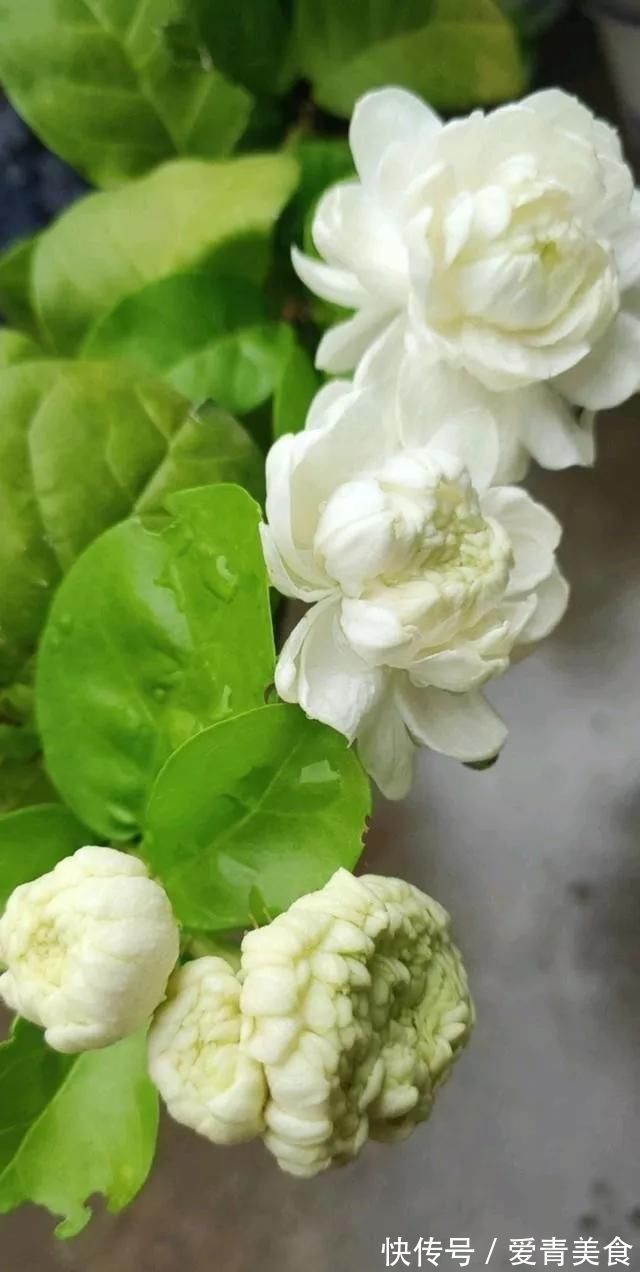 修剪|养好茉莉花，关键在一个“摘”，能开两个季度，白色花瓣挂满花盆