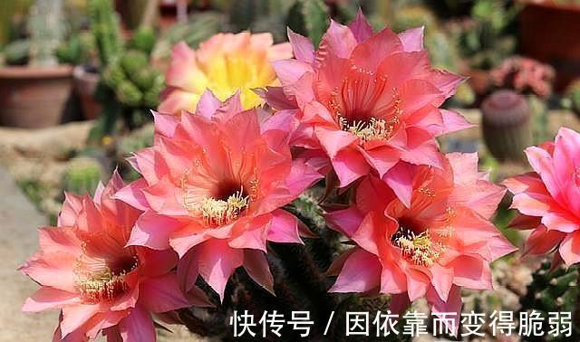 家庭养花，那就选此6种，好养易管理，你也能变养花高手