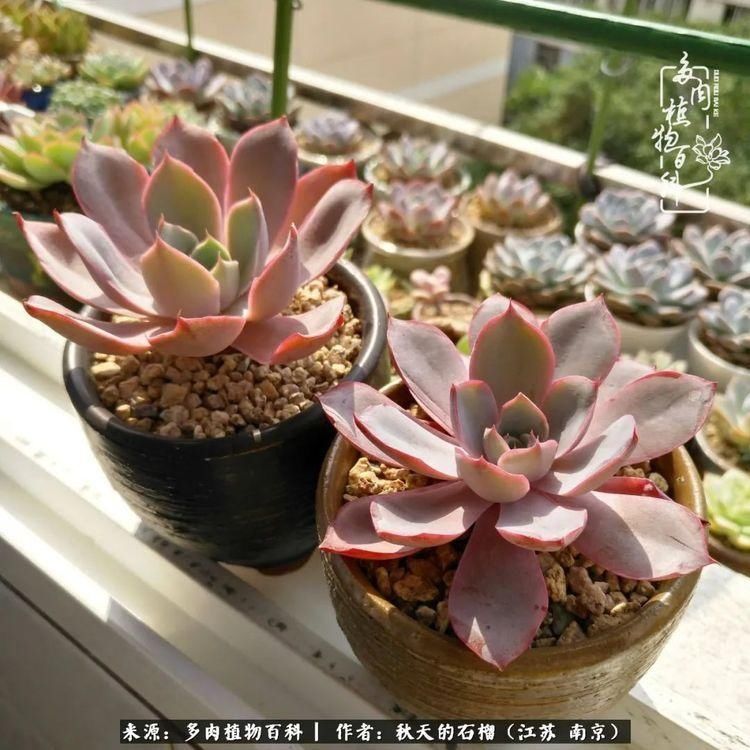 渡劫归来的肉肉,谁是谁的前世,谁又成了谁的今生