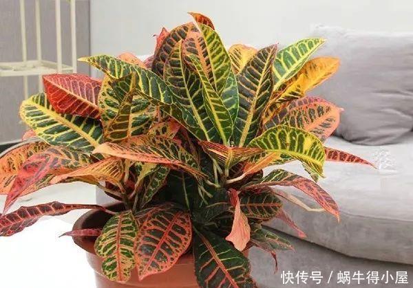 孕妇注意,这些花一定不要养!