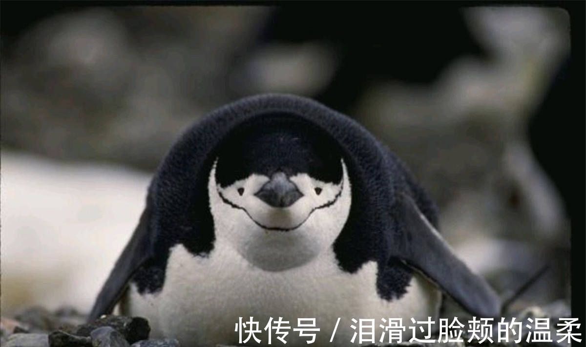 冷知识|10个冷知识:在眼镜出现之前,人们是如何改善近视的