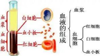  血常规|带您了解血常规检查报告单中的“健康密码”（一）