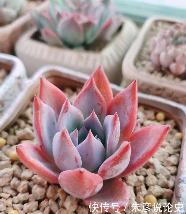 多肉换个名字,价格翻了3倍,2种人最容易吃大亏,学着机灵点
