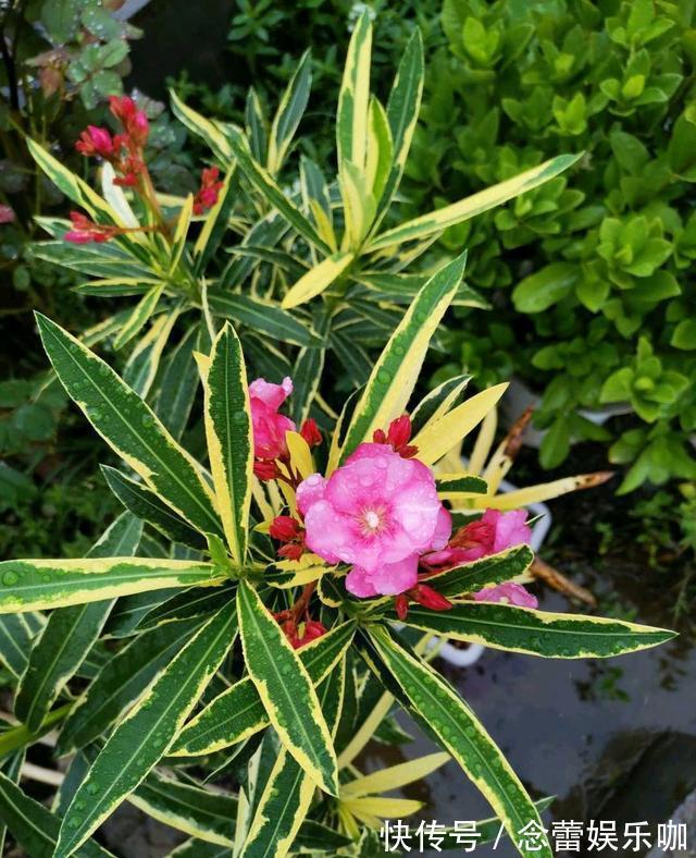 水仙花|8种常见“有毒花”，小心误买回家，家里有小孩要谨慎，安全第一