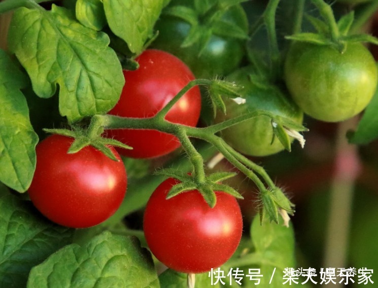 亲爱的|忠告西红柿不能与此物同食,吃了就是没事找事,现在知道还不晚