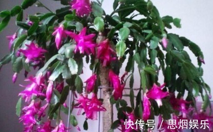 长寿花|王大姐就养“2种花”,入冬就开成“花海”,街坊邻居都说美!