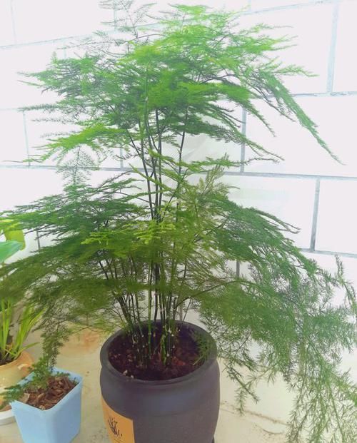 养文竹绿萝,“1种”颗粒撒盆里,叶子油绿一整年,越长越旺