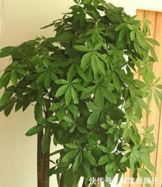 这9种花,特别适合新手养,越不浇水越爆盆,总有一款适合你!