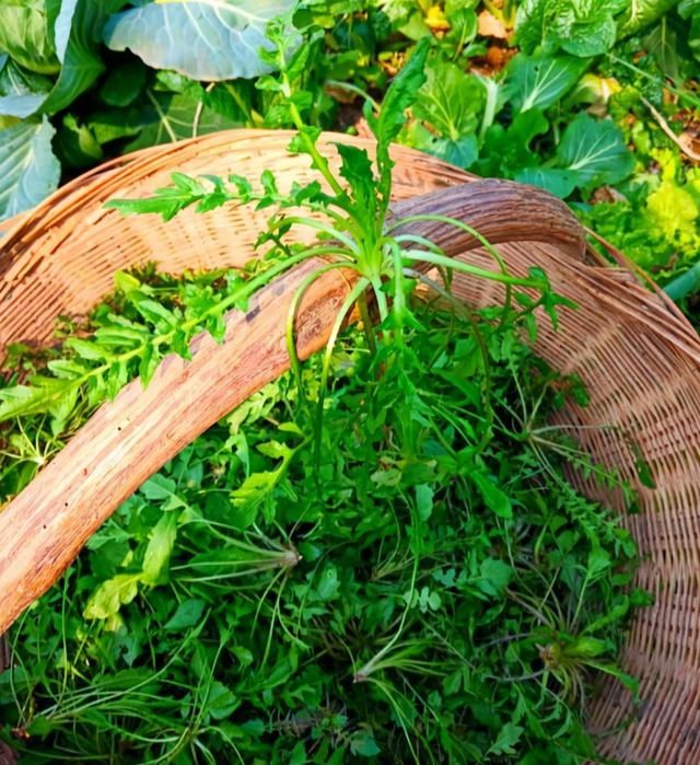 爽口|11种常见野菜，比青菜还爽口，随便挖一把，解腻又养人