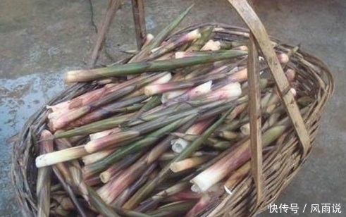 竹笋|游完武当山,顺便掰个竹笋回来做菜,很美味