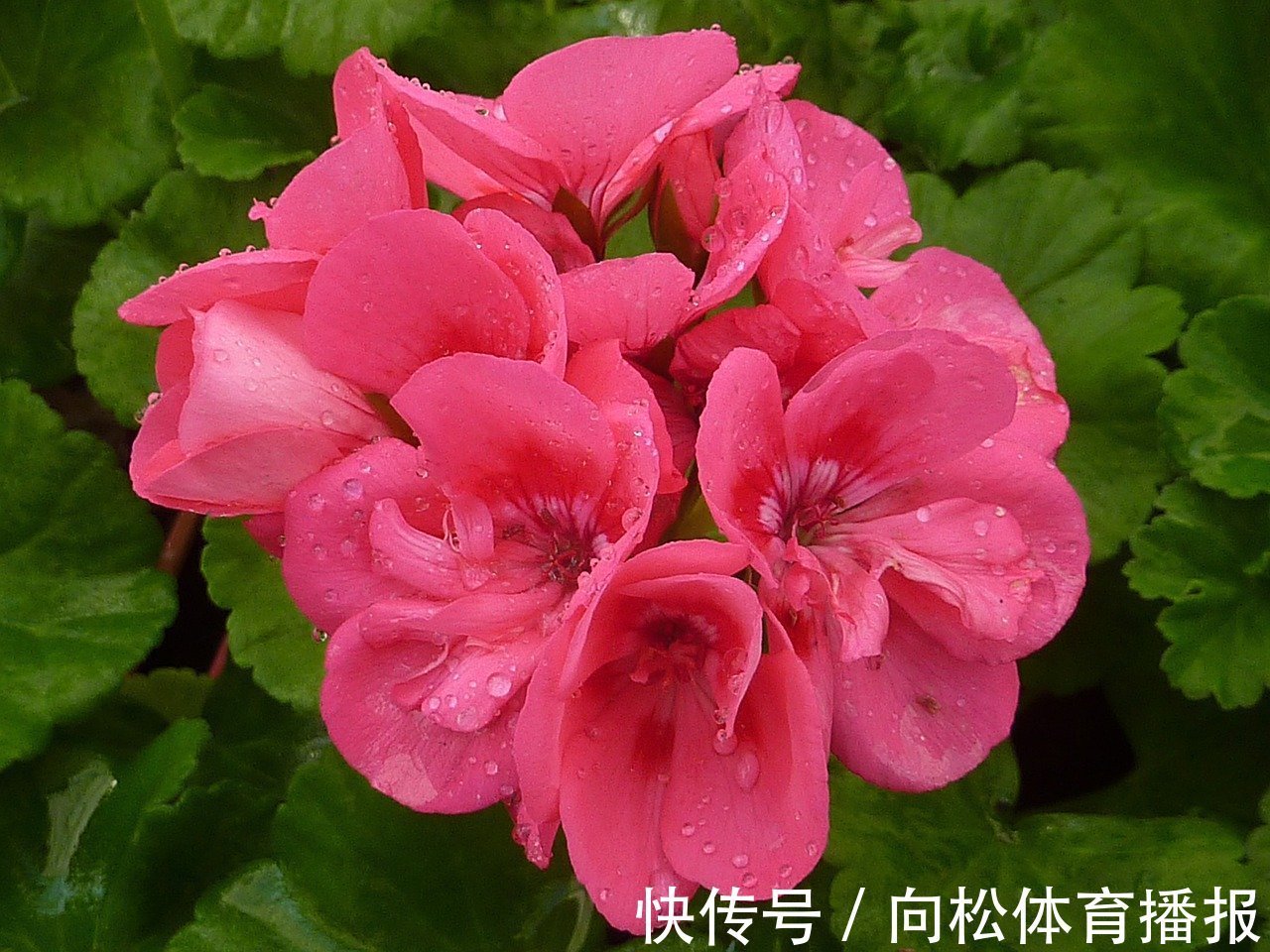 此花犹如一个妩媚的女子,让人如痴如醉,代表着幸福就在你我身边