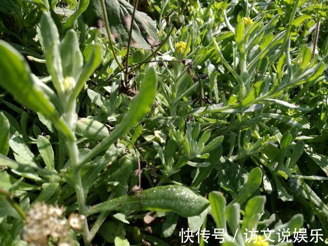 野草|农村这些野草,抗癌、降压、补充各种维生素,有钱人花高价买来吃