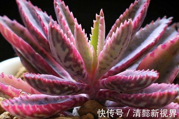 不死鸟|听名字以为是鸟,实际是“养不死”的绿植,不浇水都能蹭蹭长