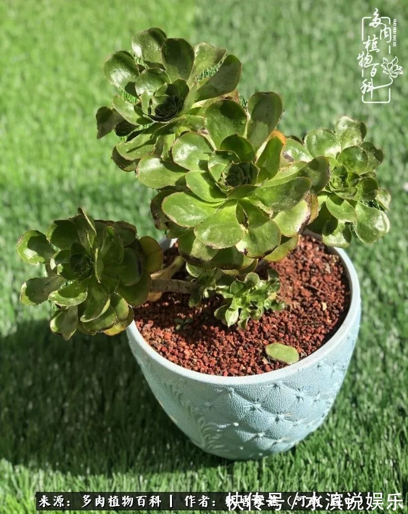 红铜壶|多肉千万种,我独爱法师!爱它的霸气,更爱它的华丽蜕变!