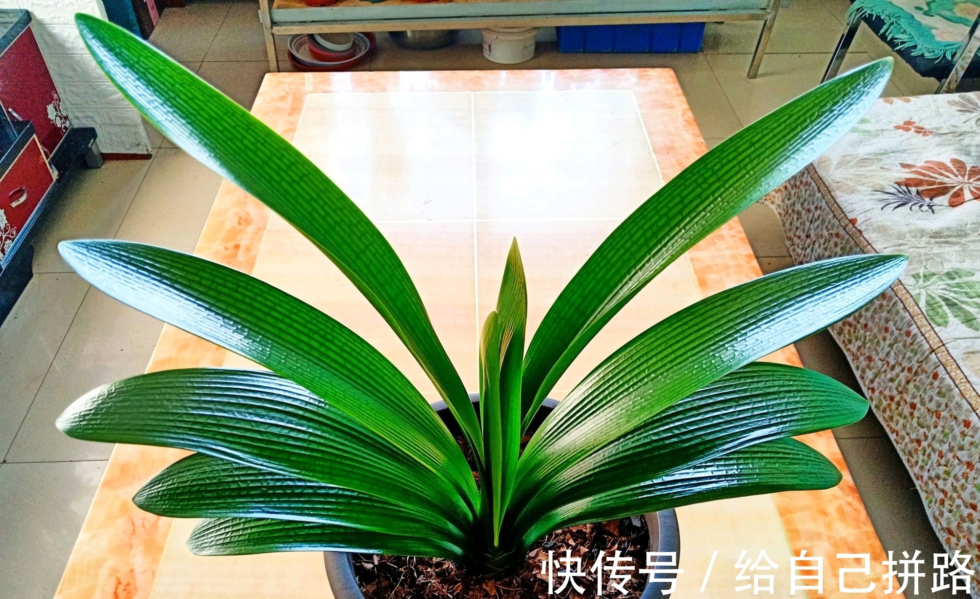 盆土|在君子兰盆土中混入大量的麻籽作为肥料会烧根吗?换个栽培方式