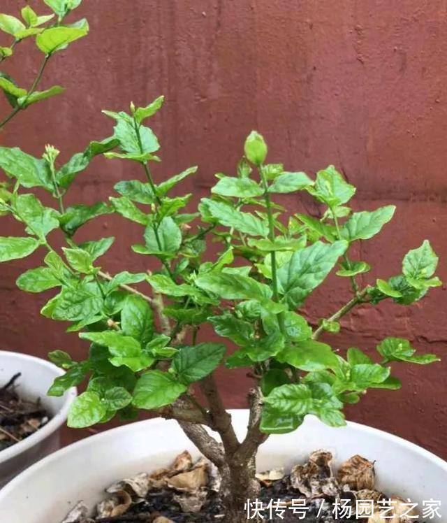 栀子茉莉|栀子茉莉最爱两种水,秋季记得喝,长成老桩盆景,开春冒花苞