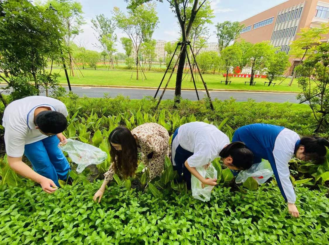 种植园|“教室在窗外”，宝山区顾村中学花式劳动教育让从五谷不分的“00后”，化身校园“园艺工程师”