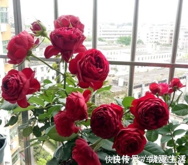 月季蚜虫难消除 喷一种 液体 蚜虫隔天就 嗝屁 简单实用 粉紫色 月季蚜虫难消除 喷一种 液体 蚜虫隔天就 嗝屁 简单实用 粉紫色